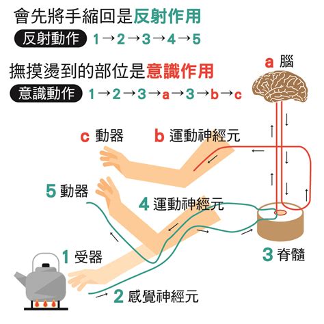 反射作用|反射